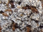 Preview: fungus from Acromyrmex octospinosus