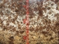 Preview: fungus from Acromyrmex octospinosus