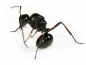 Preview: Polyrhachis rastellata