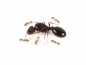 Preview: Tetramorium caespitum