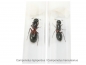 Preview: Camponotus herculeanus