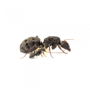 Camponotus grandidieri