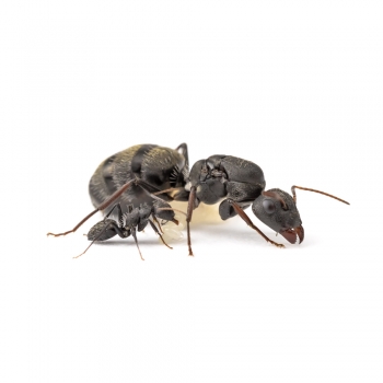 Camponotus grandidieri