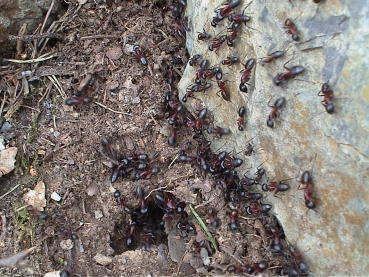 Camponotus ligniperdus (Braunschwarze Rossameise)