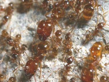 Pheidole pallidula