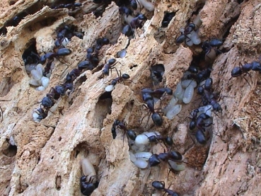 Camponotus herculeanus