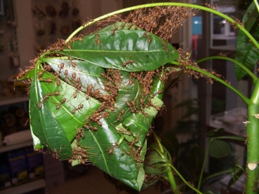 Oecophylla smaragdina (asian weaver ants)