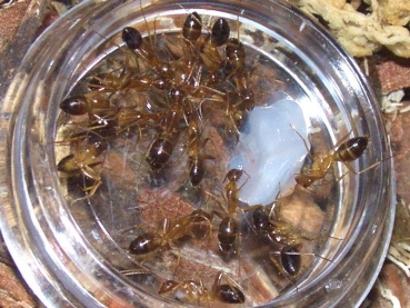 Camponotus cf. albosparsus