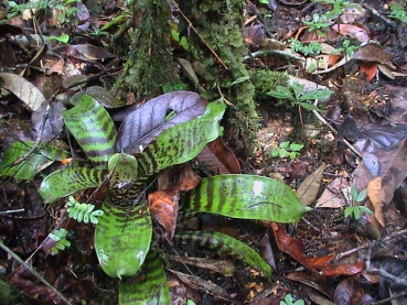 Neoponera apicalis - Pachycondyla apicalis