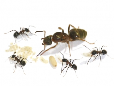 Lasius emarginatus