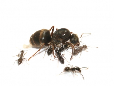 Lasius niger (Black Garden Ant)