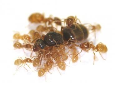 Lasius (Cautolasius) flavus (Yellow Meadow Ants)