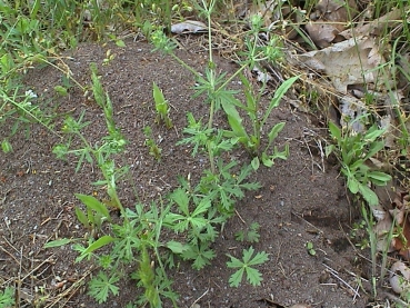 Lasius (Cautolasius) flavus (Yellow Meadow Ants)