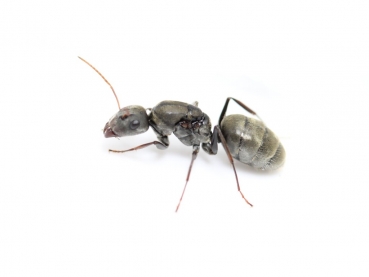 Camponotus  cf. femoratus