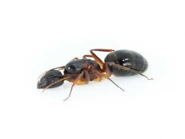 Camponotus mitis