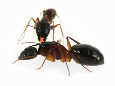 Camponotus monju