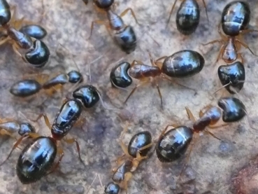 Camponotus nigriceps