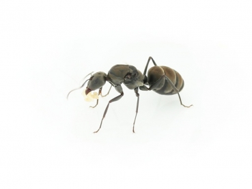 Camponotus parius