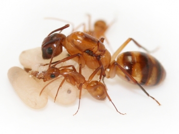 Camponotus cf. substitutus (bright variant)