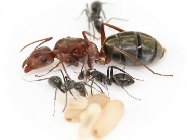 Camponotus vestitus