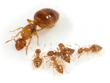 Crematogaster biroi