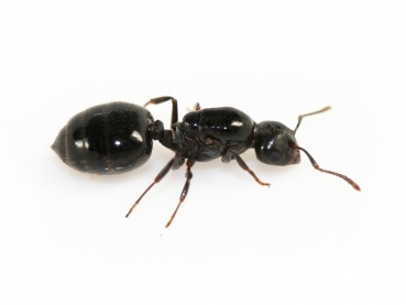 Crematogaster cerasi