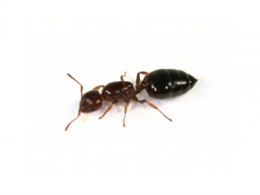 Crematogaster matsumurai