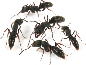 Ectomomyrmex astutus - Pachycondyla astuta