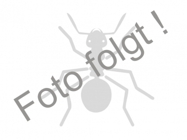 Dolichoderus quadripunctatus (Four dots ant)