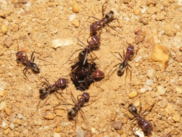 Iridomyrmex purpureus