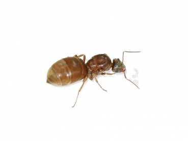 Lasius alienus (Foreign garden ant)