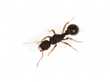 Myrmecina nipponica