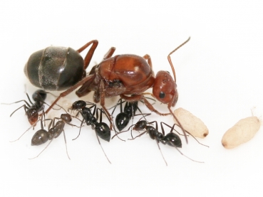 Myrmecocystus mimicus (Honeypot ants)