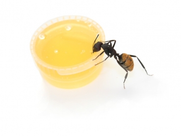 Ant dish round deep 20mm