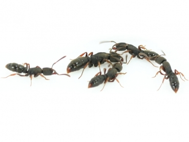 Ectomomyrmex annamitus - Pachycondyla annamita