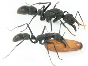 Neoponera apicalis - Pachycondyla apicalis