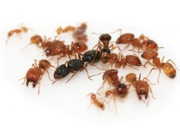 Pheidole flaveria