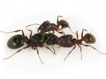 Pheidole cf. indica