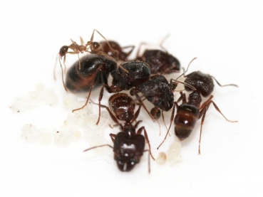 Pheidole cf. indica