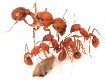 Pogonomyrmex maricopa