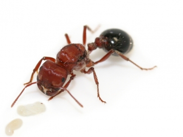 Pogonomyrmex rugosus