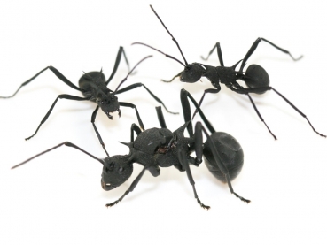 Polyrhachis thompsoni (weaver ants)