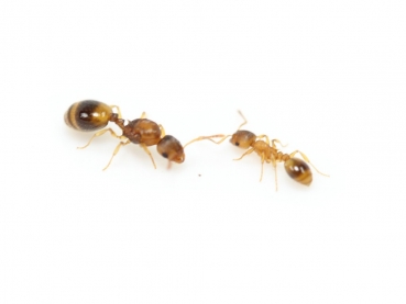 Temnothorax crassispinus