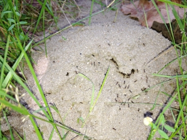 Tetramorium impurum