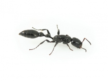 Tetraponera nigra