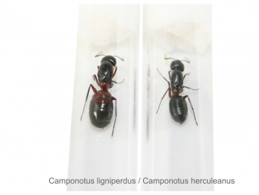 Camponotus ligniperdus