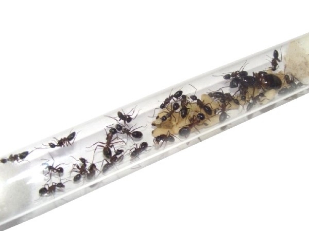 Camponotus ligniperdus