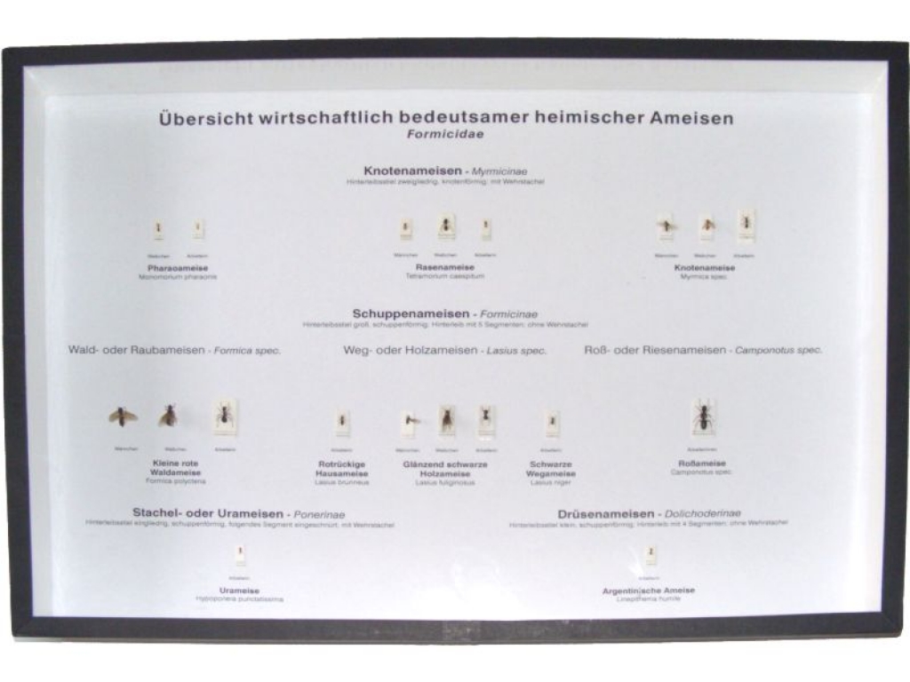 Show-case economic local ants