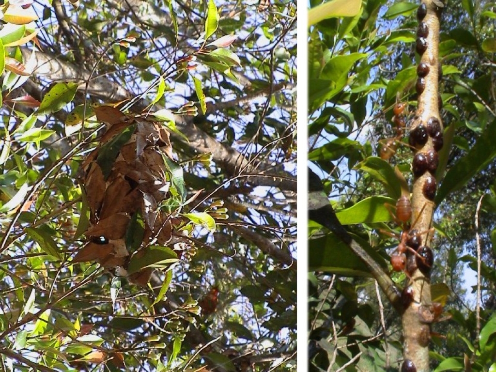 Oecophylla smaragdina (asian weaver ants)