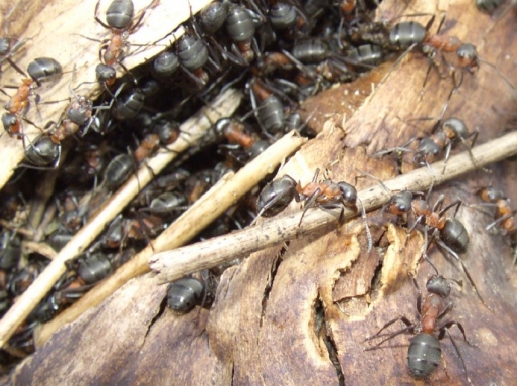 Formica (Raptiformica) sanguinea